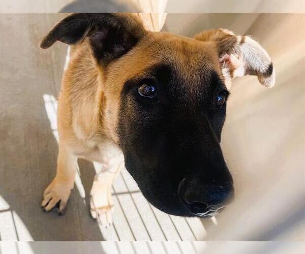 Medium Photo #1 Mutt Puppy For Sale in Orange, CA, USA