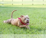 Small #7 Mutt