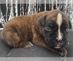 Small #3 Boxer