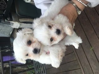Maltese Puppy for sale in CANONSBURG, PA, USA