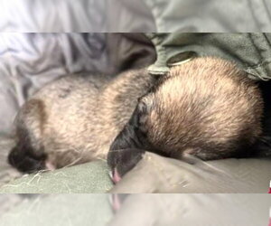 German Shepherd Dog Dogs for adoption in Houston, TX, USA