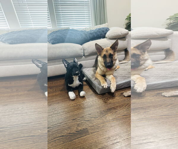 Medium Photo #1 German Shepherd Dog Puppy For Sale in La Grange , NC, USA