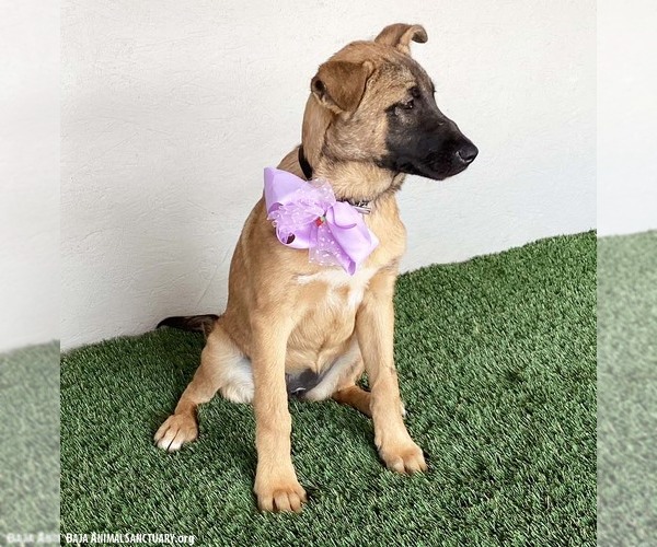 Medium Photo #4 German Shepherd Dog-Unknown Mix Puppy For Sale in San Diego, CA, USA
