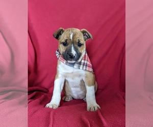 Olde English Bulldogge-Shetland Sheepdog Mix Puppy for sale in COCHRANVILLE, PA, USA