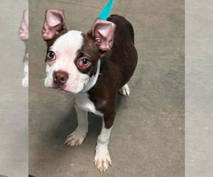 Boston Terrier Dogs for adoption in Valrico, FL, USA