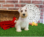 Small #4 Schnauzer (Miniature)