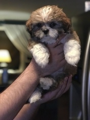 Shih Tzu Puppy for sale in OAKVILLE, CT, USA