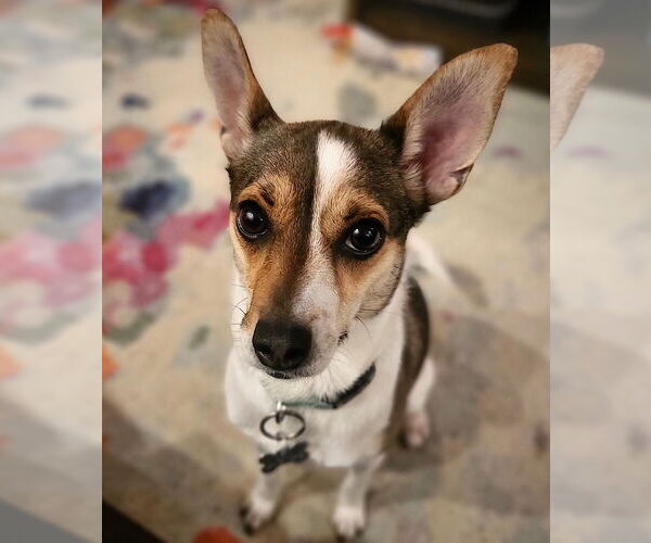 Medium Photo #5 Rat Terrier Puppy For Sale in Atlanta, GA, USA
