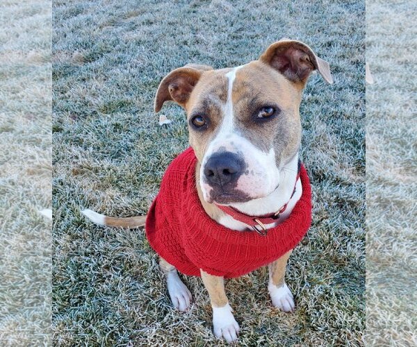 Medium Photo #5 American Pit Bull Terrier-Unknown Mix Puppy For Sale in Incline Village, NV, USA