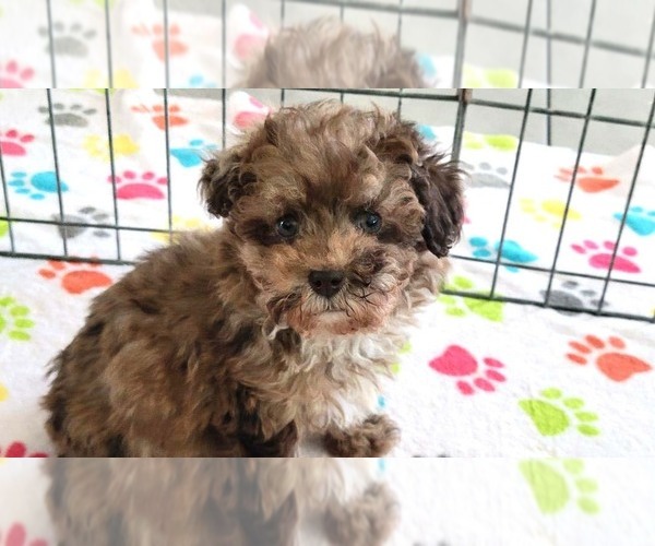Medium Photo #2 Poodle (Toy) Puppy For Sale in ORO VALLEY, AZ, USA