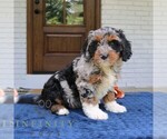 Small #2 Bernedoodle (Miniature)