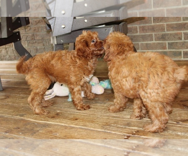 Medium Photo #5 Cavapoo Puppy For Sale in CLARKRANGE, TN, USA