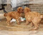 Small #4 Cavapoo