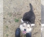 Small #1 Alaskan Malamute-Wolf Hybrid Mix