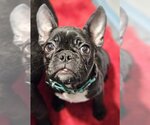 Small Photo #9 French Bulldog Puppy For Sale in Lake elsinore, CA, USA