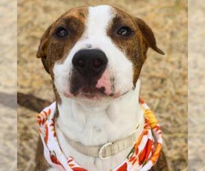 American Staffordshire Terrier-Unknown Mix Dogs for adoption in San Antonio, TX, USA