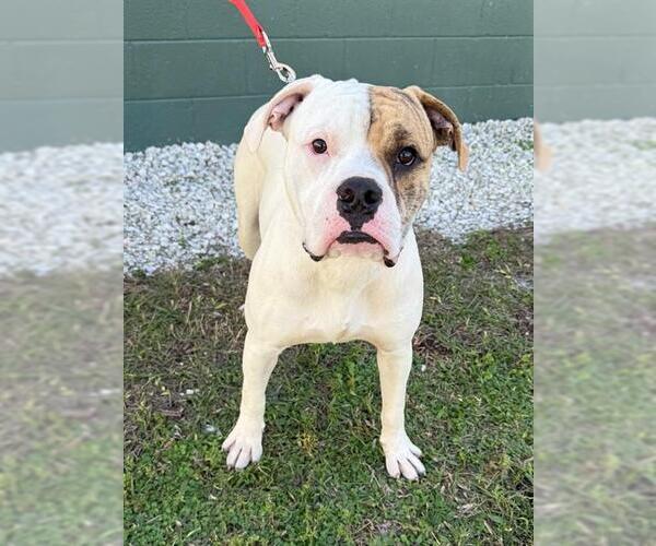 Medium Photo #1 Boxer-Unknown Mix Puppy For Sale in Naples, FL, USA