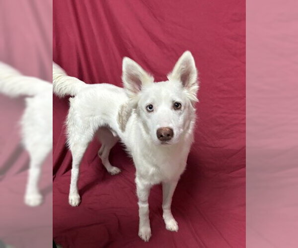 Medium Photo #2 Gerberian Shepsky Puppy For Sale in Redlands, CA, USA