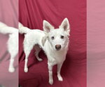 Small #1 Gerberian Shepsky