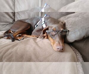 Reina - Forever Foster - Female Doberman Pinscher Dog for Adoption - Photo #6