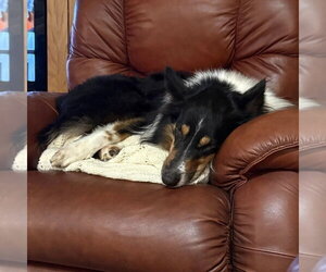 Sam - Male Collie-Unknown Mix Dog for Adoption - Photo #3