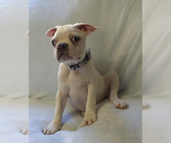 Medium Photo #7 Boston Terrier Puppy For Sale in MINERAL WELLS, WV, USA