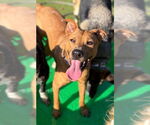 Small #6 Carolina Dog Mix
