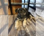 Small Photo #6 German Shepherd Dog Puppy For Sale in Seattle, WA, USA