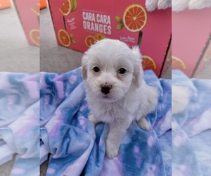 Lhasa Apso-Poodle (Standard) Mix Puppy for sale in HIGHLAND, CA, USA