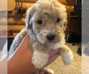 Goldendoodle Puppy for sale in MOUNT HERMON, CA, USA