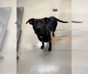 Labrador Retriever Dogs for adoption in Baytown, TX, USA