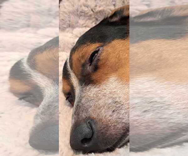 Medium Photo #4 Beagle Puppy For Sale in Las Vegas, NV, USA