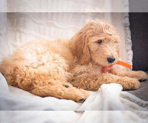 Goldendoodle Puppy for sale in PRESCOTT VALLEY, AZ, USA