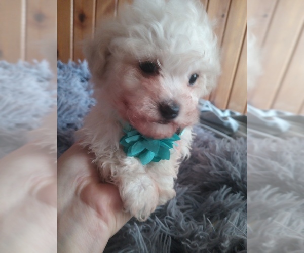Medium Photo #1 Mal-Shi-Poodle (Toy) Mix Puppy For Sale in WOBURN, MA, USA