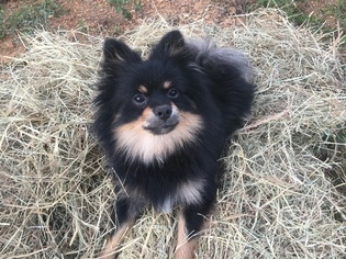 Father of the Pomeranian puppies born on 02/04/2019