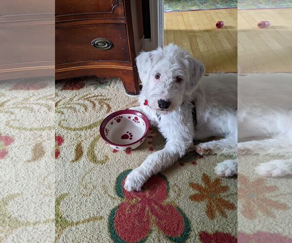 Medium Photo #6 Mutt Puppy For Sale in Grafton, WI, USA