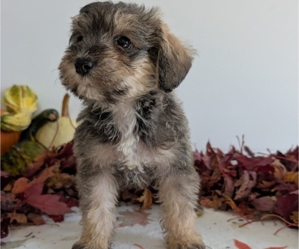 Medium Photo #14 Schnoodle (Miniature) Puppy For Sale in GOSHEN, IN, USA