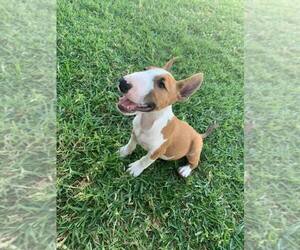 Bull Terrier Puppy for sale in CANYON CNTRY, CA, USA