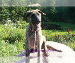 Small #3 German Shepherd Dog