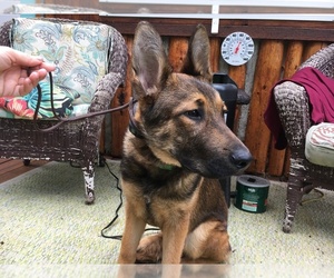 Malinois Puppy for sale in SHELTON, WA, USA
