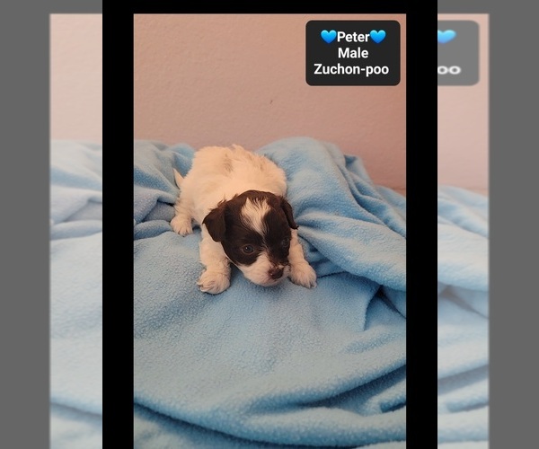 Medium Photo #2 Poodle (Toy)-Zuchon Mix Puppy For Sale in TUCSON, AZ, USA