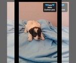Small #1 Poodle (Toy)-Zuchon Mix