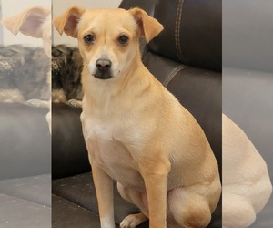 Chihuahua-Unknown Mix Dogs for adoption in Visalia, CA, USA