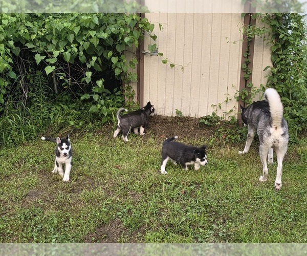 Medium Photo #39 Siberian Husky Puppy For Sale in ALTON, IL, USA