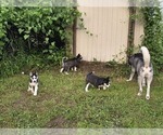 Small Photo #39 Siberian Husky Puppy For Sale in ALTON, IL, USA