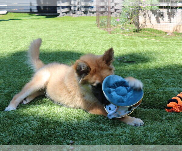 Medium Photo #2 German Shepherd Dog-Unknown Mix Puppy For Sale in San Diego, CA, USA