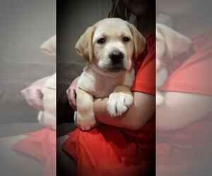 Labrador Retriever Puppy for sale in WESTBY, WI, USA