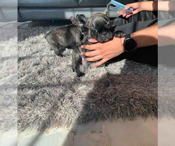 Medium Photo #11 French Bulldog Puppy For Sale in DENVER, CO, USA