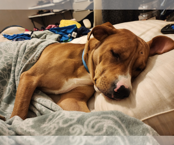 Medium Photo #4 Chihuahua-Unknown Mix Puppy For Sale in Holly Springs, NC, USA
