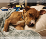 Small #3 Chihuahua Mix